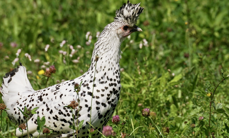 focus on foreground, domestic animals, bird, switzerland, no people, day, spotted, 5K, jewellery, plant, outdoors, vertebrate, animal wildlife, spring bonnet