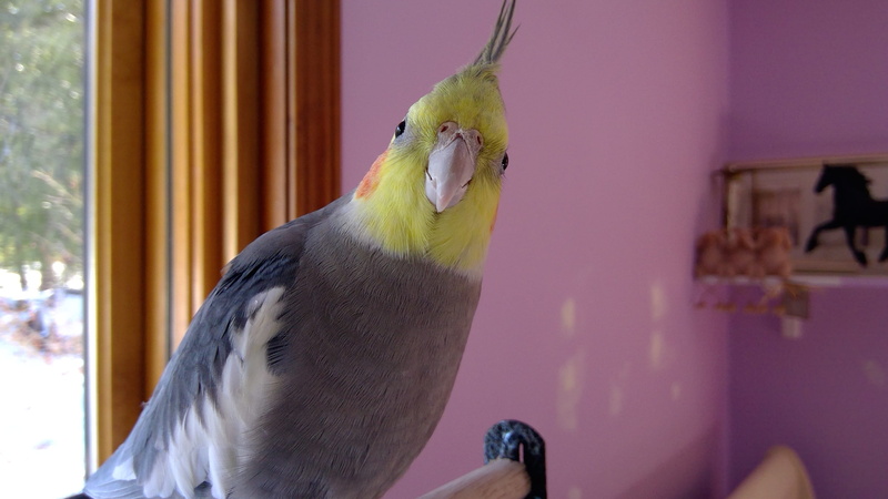 animal, parrot, head, pointer, bird, pet, vertebrate, no people, poultry, african grey parrot, macaw, animals in the wild, one animal, day, mammal, dog