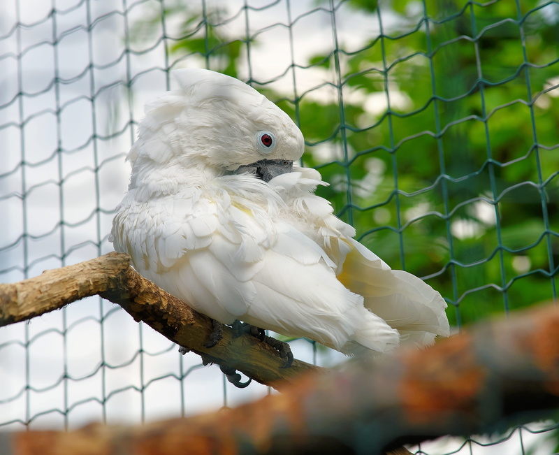 day, birdcage, one animal, Plumage, selective focus, white cockatoo, perching, close-up, animal wildlife, animals in captivity, Parrot, 2K, outdoors, portrait
