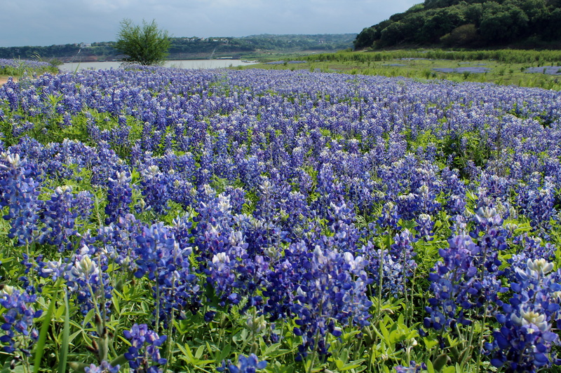 summer, wide, landscape, scenics - nature, freshness, spring, meadow, nature, lavender colored, tranquil scene, vulnerability, flower, flowerbed, texas