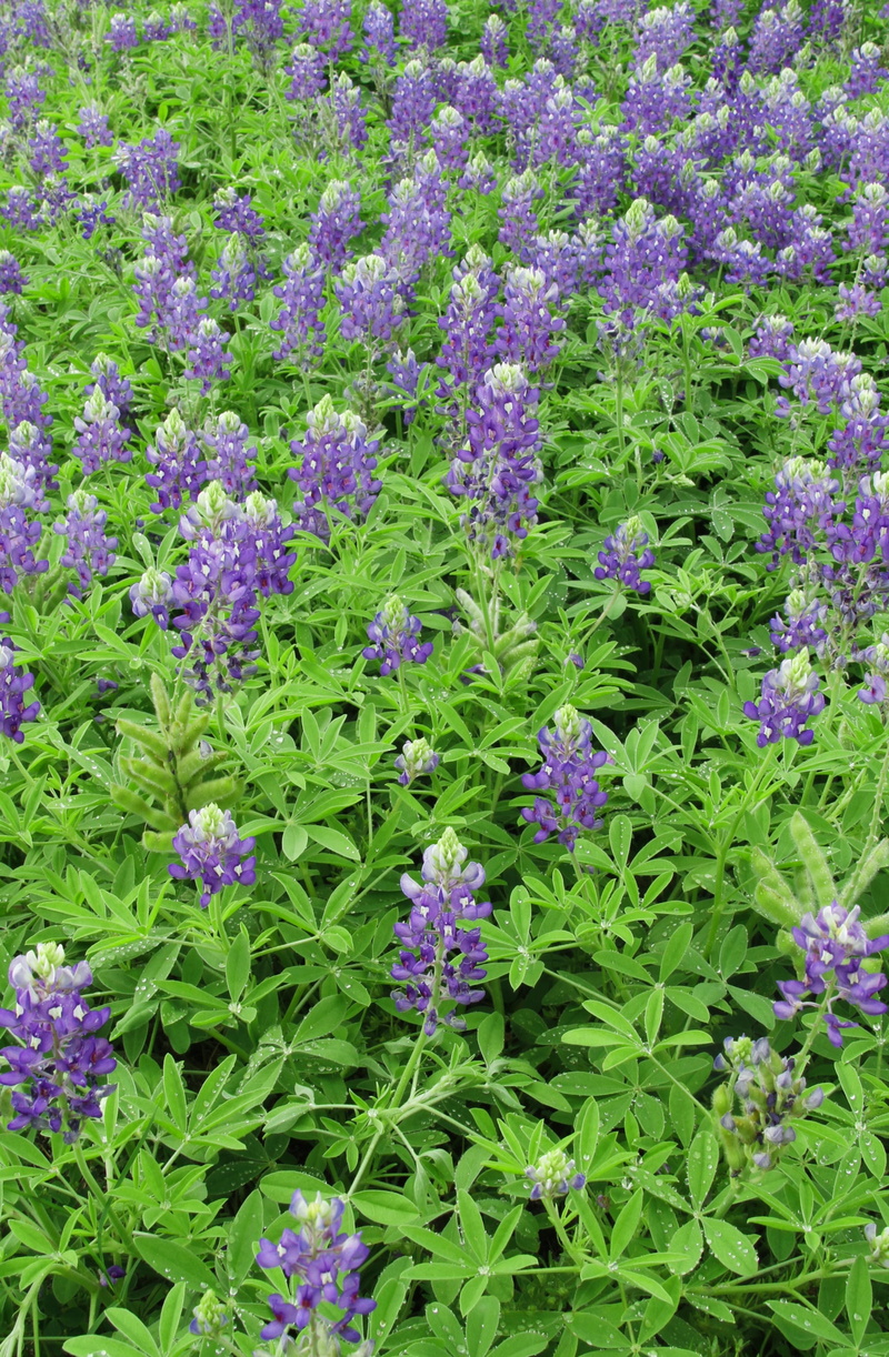 2K, vulnerability, plant, botany, inflorescence, blue bonnets, full frame, texas, land, meadow, flowering plant, purple, summer, fragility, nature, backgrounds