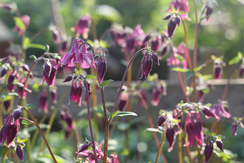botany, land, plant, plant part, aquilegia, bloom, blossoming, beauty in nature, garden, freshness, 5K, close-up, flower, grannies bonnet, growth, summer