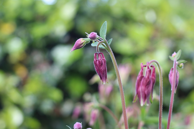 bloom, day, cottage garden, close-up, pink color, outdoors, selective focus, nature, spring garden, columbine, blossom, english garden, spring flowers