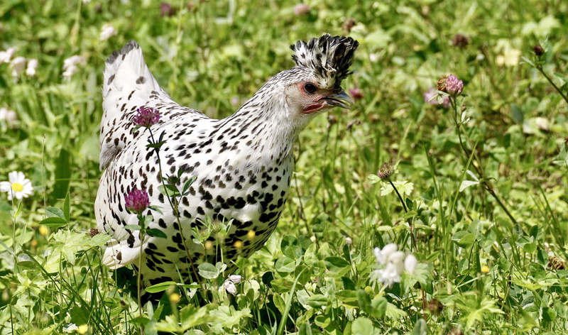 plant, black and white, vertebrate, species, hood, one animal, nature, freshness, green color, 4K, black points, black, flowering plant, appenzell pointed hood hen