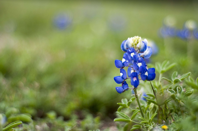 blue flower, spring, plant, texas flower, day, flowering plant, 4K, vulnerability, bloom, wildflower, purple, springtime, flower, lavender, blue flowers