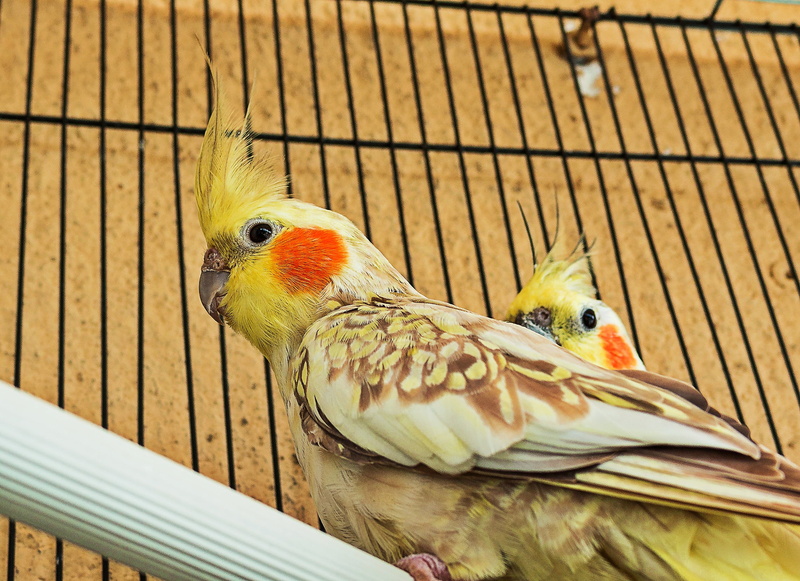 wood - material, animal wildlife, fauna, beak, animal, nature, pets, day, parrot, bird, perching, vertebrate, cocotilla, close-up, nymphicus hollandicus