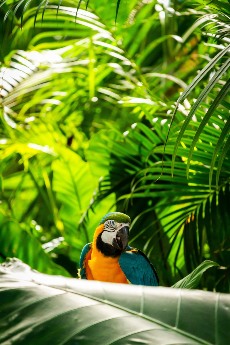 background, growth, animal wildlife, animals in the wild, plant, close-up, outdoors, green color, animal, plant part, psittaciformes, vertebrate, palm leaf