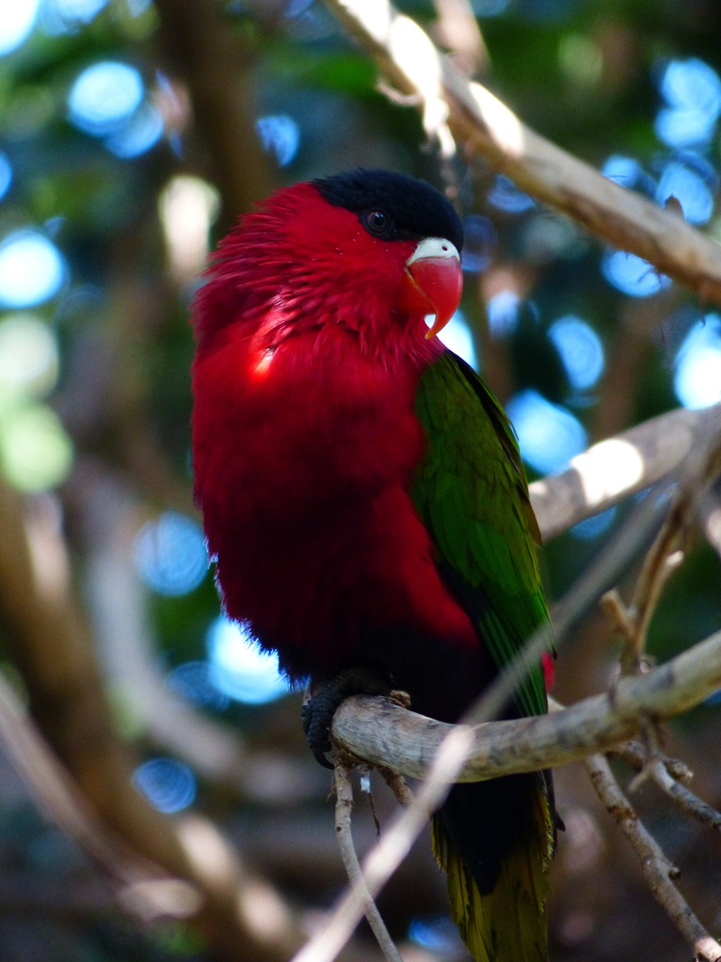 perching, close-up, red, breitschwanzlori, vertebrate, parrot, day, colorful, bird, focus on foreground, beauty in nature, animal wildlife, lori, animals in the wild