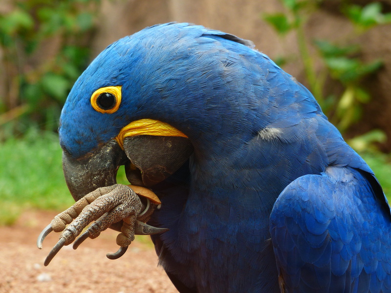 one animal, bird, Anodorhynchus, macaw, parrot, blauaras, bite, animal body part, large, blue, feather, pretty, Ara, outdoors, day, animal themes, play