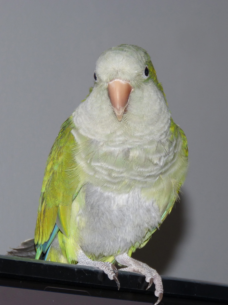 parakeet, 2K, looking at camera, portrait, animal wildlife, animal head, birds, animals in the wild, animal eye, one animal, animalia, animals in captivity