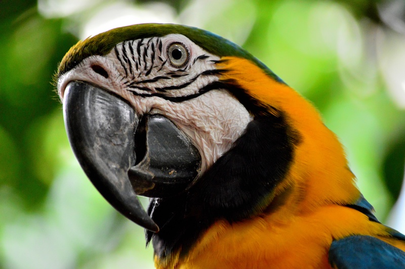 animal wildlife, scarlet, bird, gold and blue macaw, parrot, bokeh, multi colored, beak, outdoors, ave, animal head, animal eye, vertebrate, focus on foreground