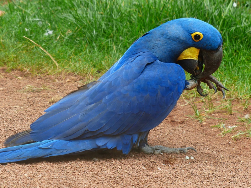 macaw, beautiful, plant, anodorhynchus, no people, vertebrate, hyazinth-ara, land, ara, bird, large, animal body part, blauaras, animal, animal themes