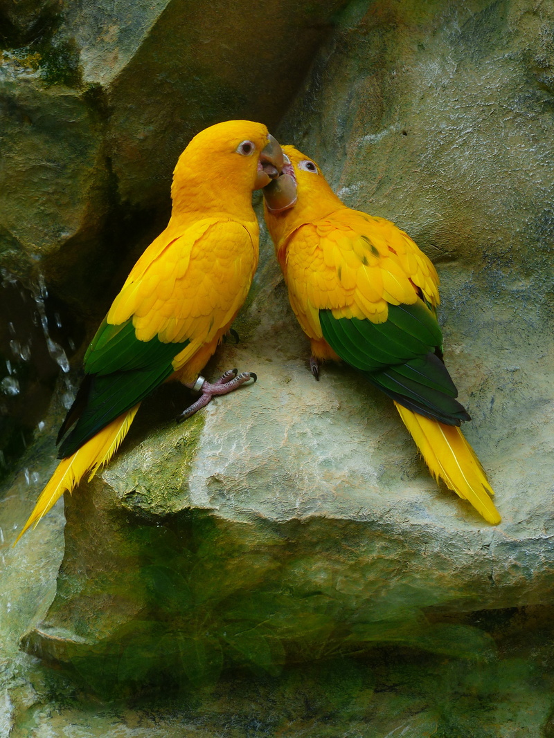 nature, no people, surface, animal, bird couple, birds, love, psittaciformes, feeding, two animals, parrots, beauty in nature, parakeet, kiss, gray, couple