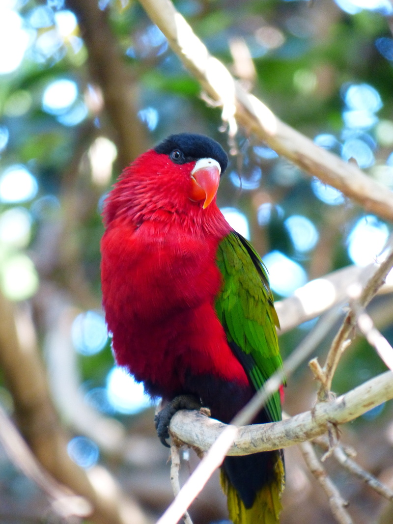 animal wildlife, colorful, rainbow lorikeet, psittaciformes, close-up, perching, day, vertebrate, lorius lory, red, tree, psittacidae, multi colored, breitschwanzlori