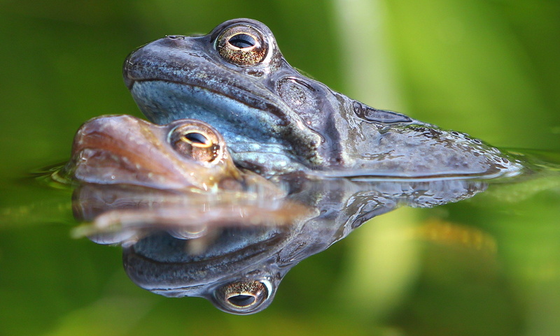 toads, frog, toad, body, margate, water  frogs, body of water, amphibian, close-up, animal, two, spring, cemetery, wildlife, water, nature, pond, Love is in the air