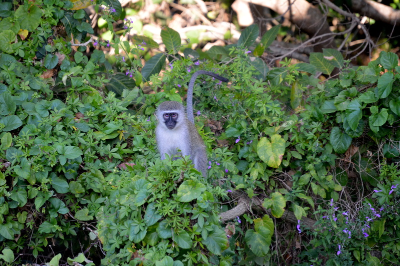 land, south africa, animal wildlife, growth, monkey, nature, vervet monkey, vertebrate, field, summer, leaf, primate, tree, wildlife, mammal, animal, stare