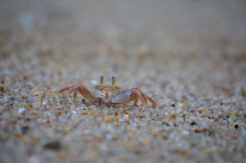 sealife, beach, sand, close-up, marine, arachnid, kwazulu-natal, seashore, margate, crustacean, spider, crab, arthropod, animal eye, ghost, oceanside, outdoors