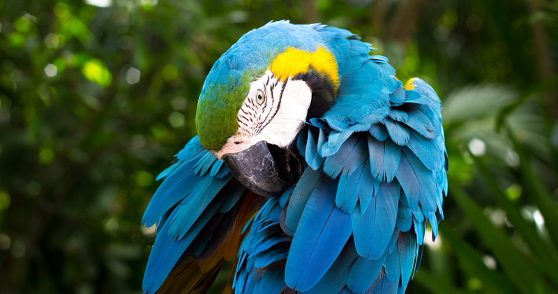 South American parrot, 2K, Blue-and-yellow macaw