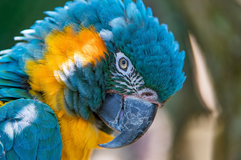 5K, 5K, Blue-and-yellow macaw