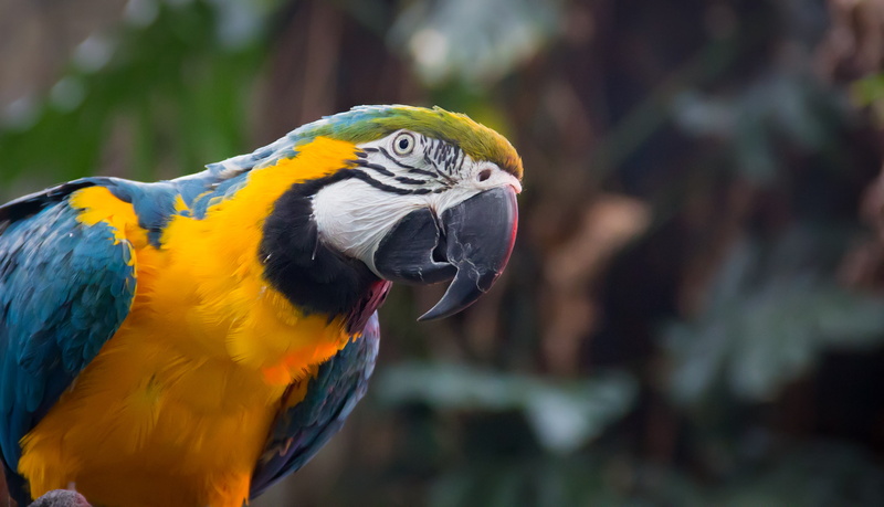South American parrot, Blue-and-yellow macaw, 2K