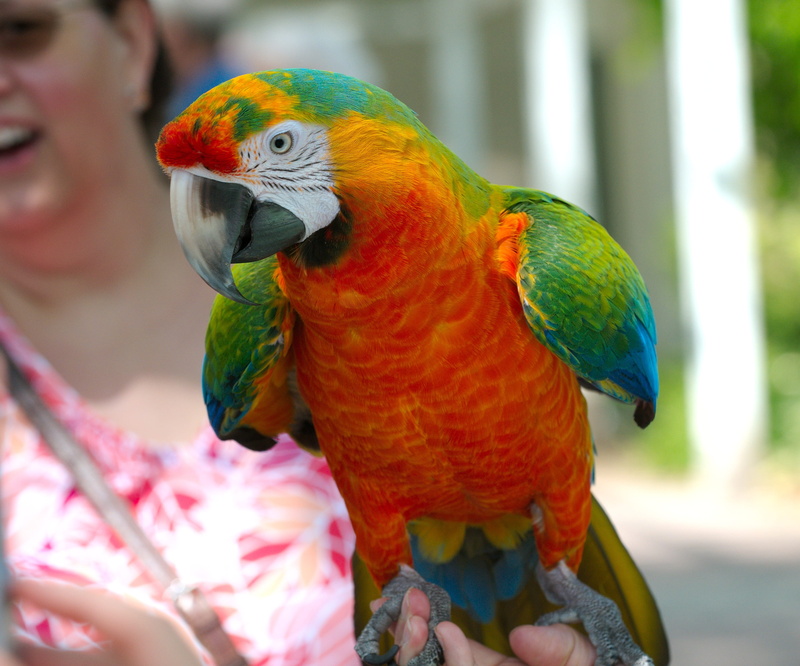 multi Colored, Ara, rainbow lorikeet, Animal, Bird, outdoors, day, wildlife, animal themes, feather, exotic, close-up, animal wildlife, perching, Parrot