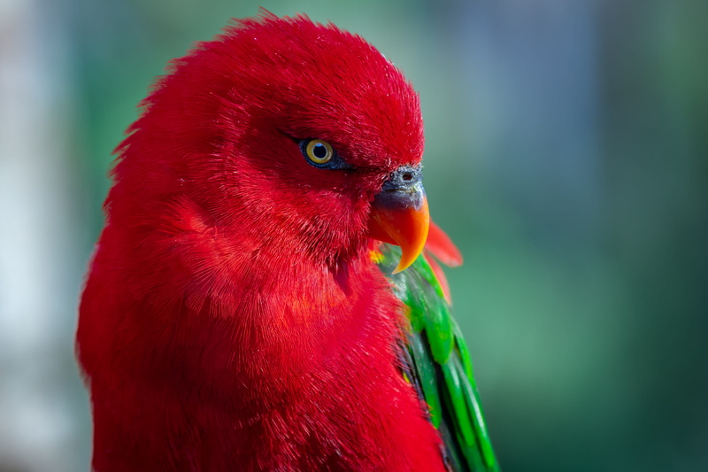 nature, parrot, 4K, color, beauty in nature, one animal, zoology, animal themes, zoo, outdoors, exotic, red, beak, no people, day, focus on foreground