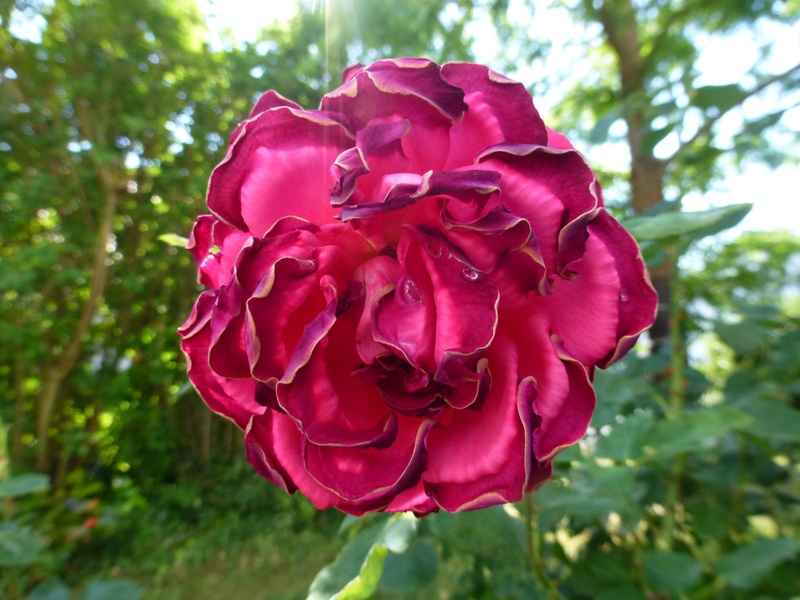 flower head, red rose, mushroom, blossom, 2K, growth, rose, day, rose - flower, pink color, close, vulnerability, flower, no people, nature, red flower