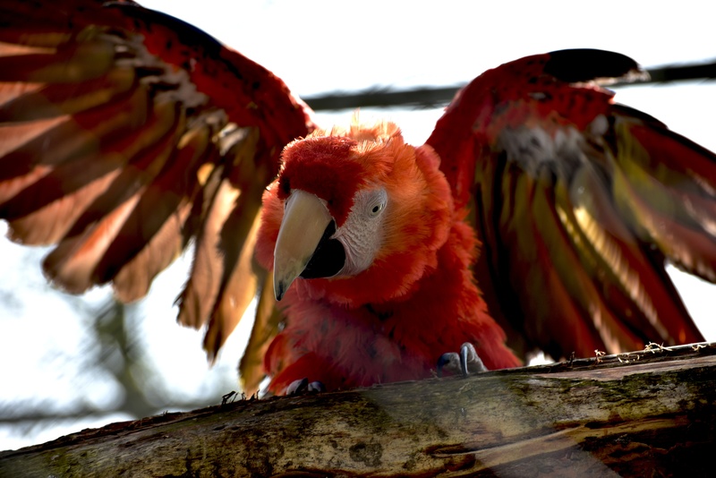 5K, nature, wood - material, animal world, animal themes, plumage, scarlet macaw, tree, bill, ara, group of animals, two animals, beak, red, perching