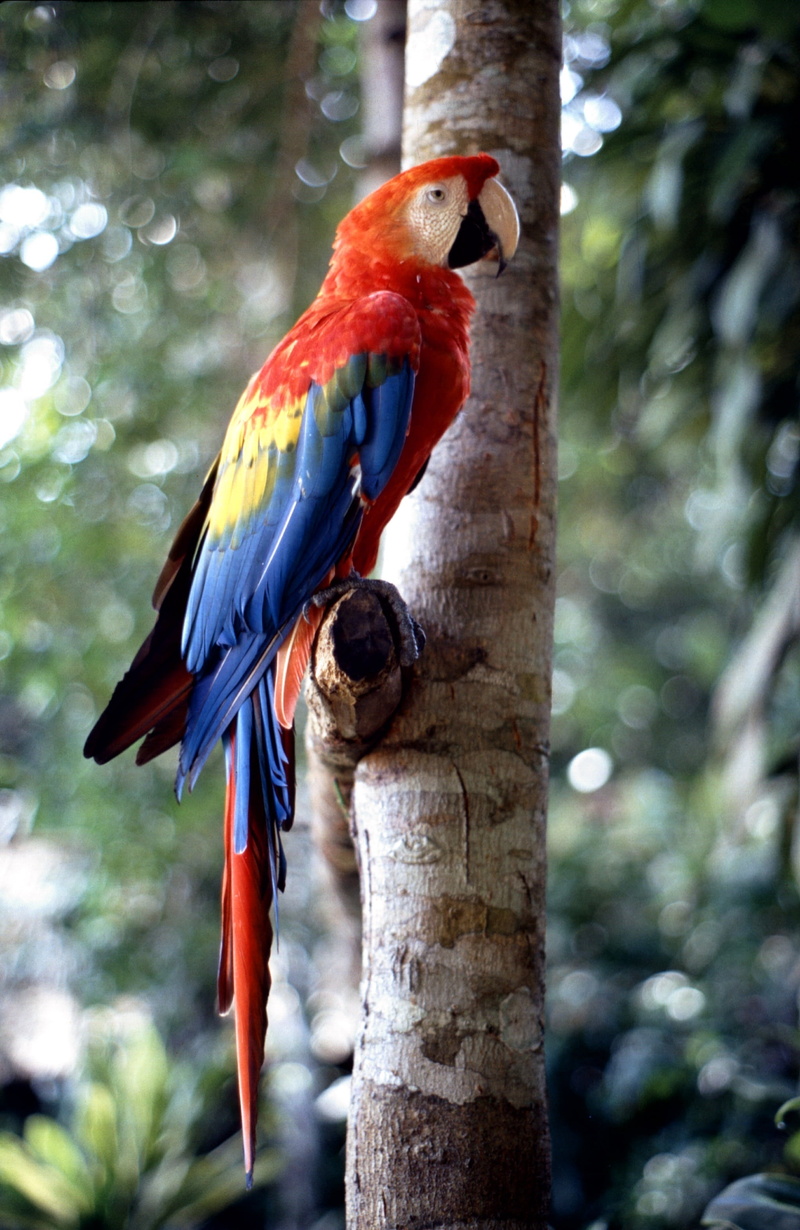 colorful, parrot, photography, ara, tropical Climate, wildlife, scarlet, day, animal themes, beak, nature, no people, feather, focus on foreground, branch
