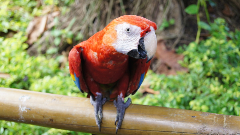 one animal, beak, exotic, outdoors, day, rainforest, wood - material, feather, wildlife, jungle, perching, animals in the wild, parrot, nature, focus on foreground