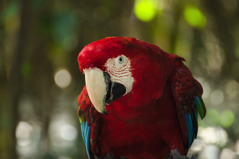 day, bay, colorful, animal head, south, beak, no people, animal themes, animal wildlife, green, macaw, scarlet macaw, of, outdoors, blue, 5K, red, eden