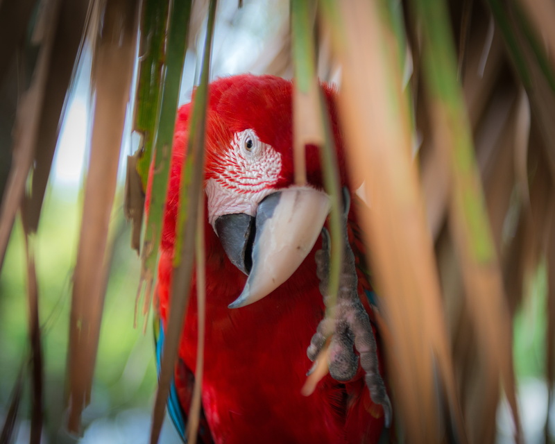 blue, 5K, colorful, leaves, Palma, parrot, red, look, Ara, feathers, beak