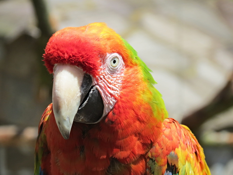 day, plumage, red, animal head, no people, profile view, beak, scarlet macaw, 4K, focus on foreground, animals in the wild, tropical, animal wildlife