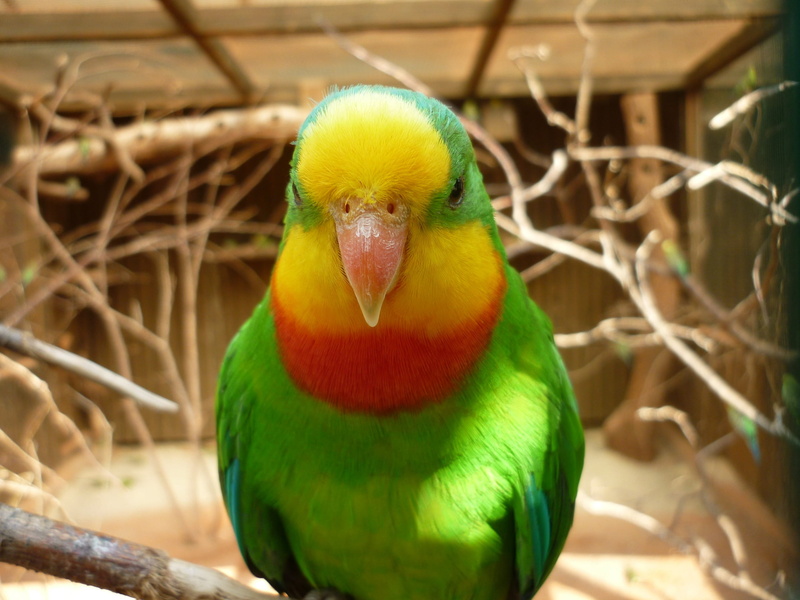 day, outdoors, zoo, Bird, parakeet, animal head, top, eye, cute, beak, Captivity, rainbow lorikeet, close-up, vertebrate, one animal, feather, animals In The Wild