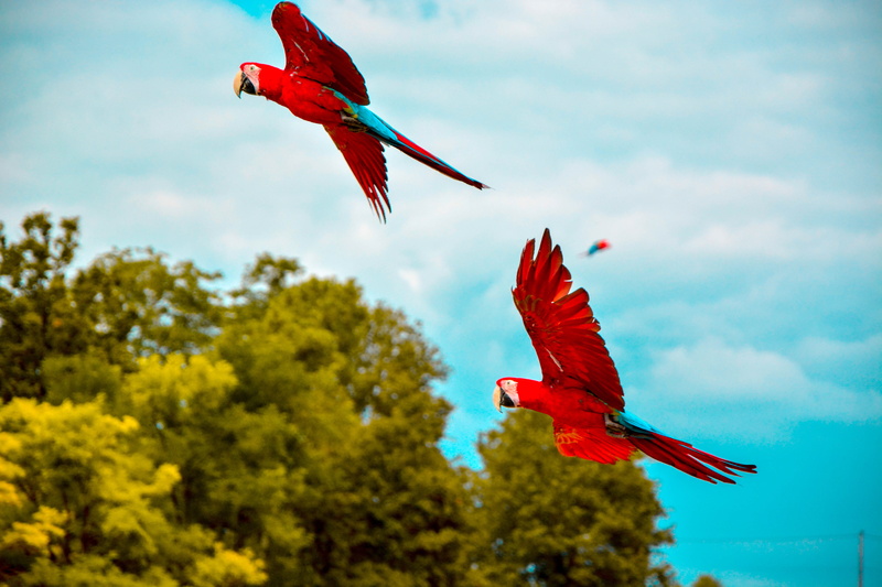scarlet macaw, tropical bird, animal, spread wings, bird, tree, fly, white, flying, animal wildlife, outdoors, beauval, plant, animals in the wild, zooparc beauval