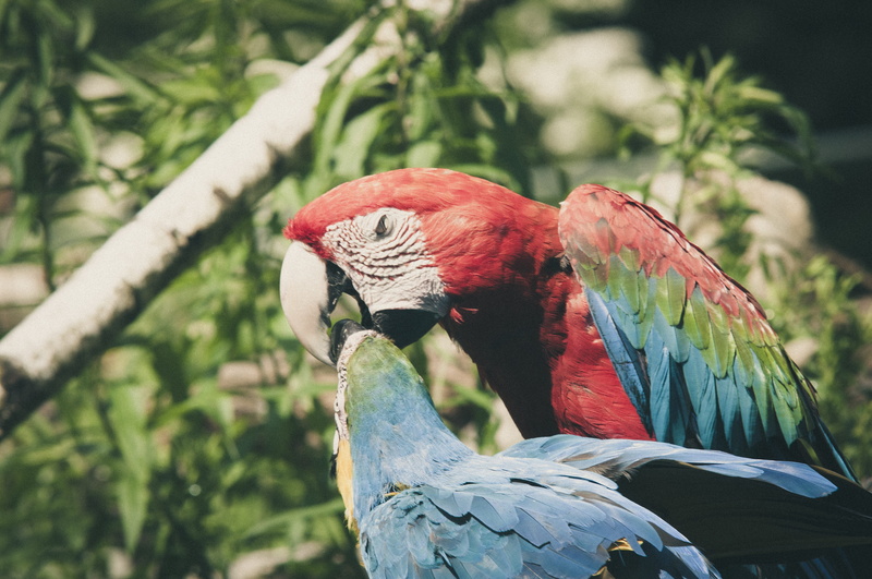 red, vertebrate, yellow macaw, no people, close-up, day, scarlet macaw, cute, nature, perching, Parrot, kiss, ara erythrocephala, Ara, animal world, two animals