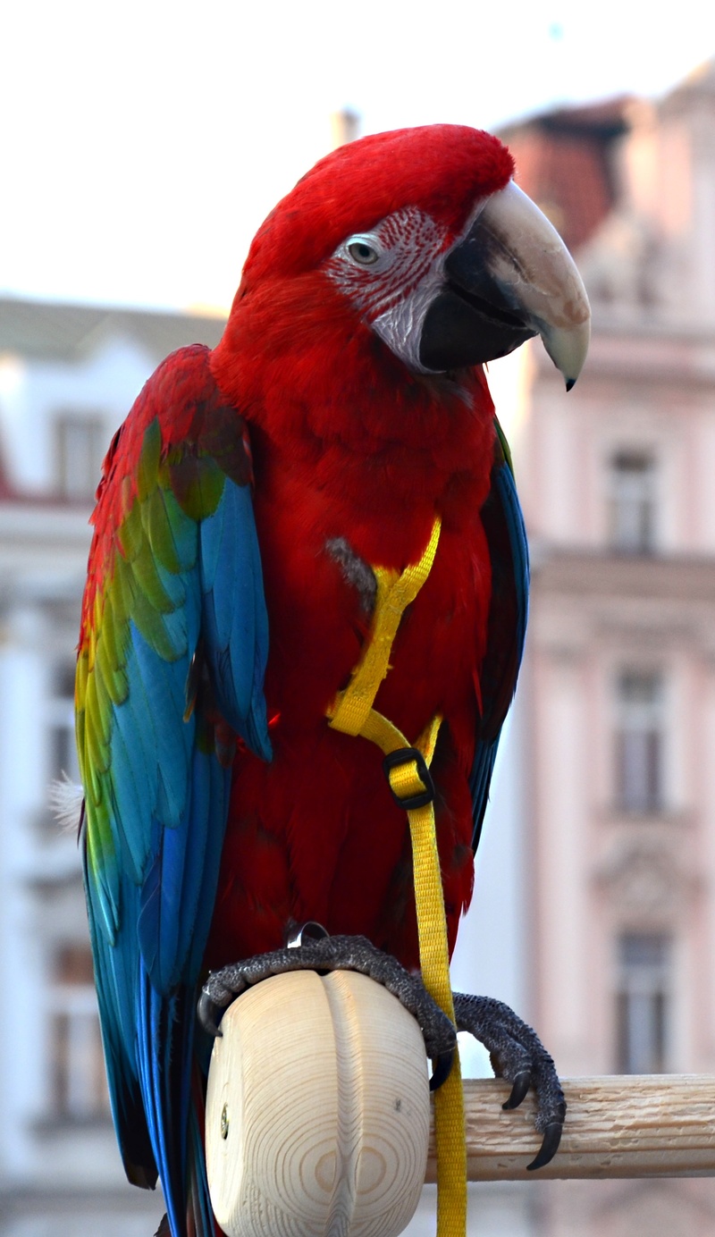 captivity, feather, eye, beak, animal wildlife, wildlife, perching, outdoors, 2K, nature, animal, day, bird, architecture, multi Colored, vertebrate, animal themes