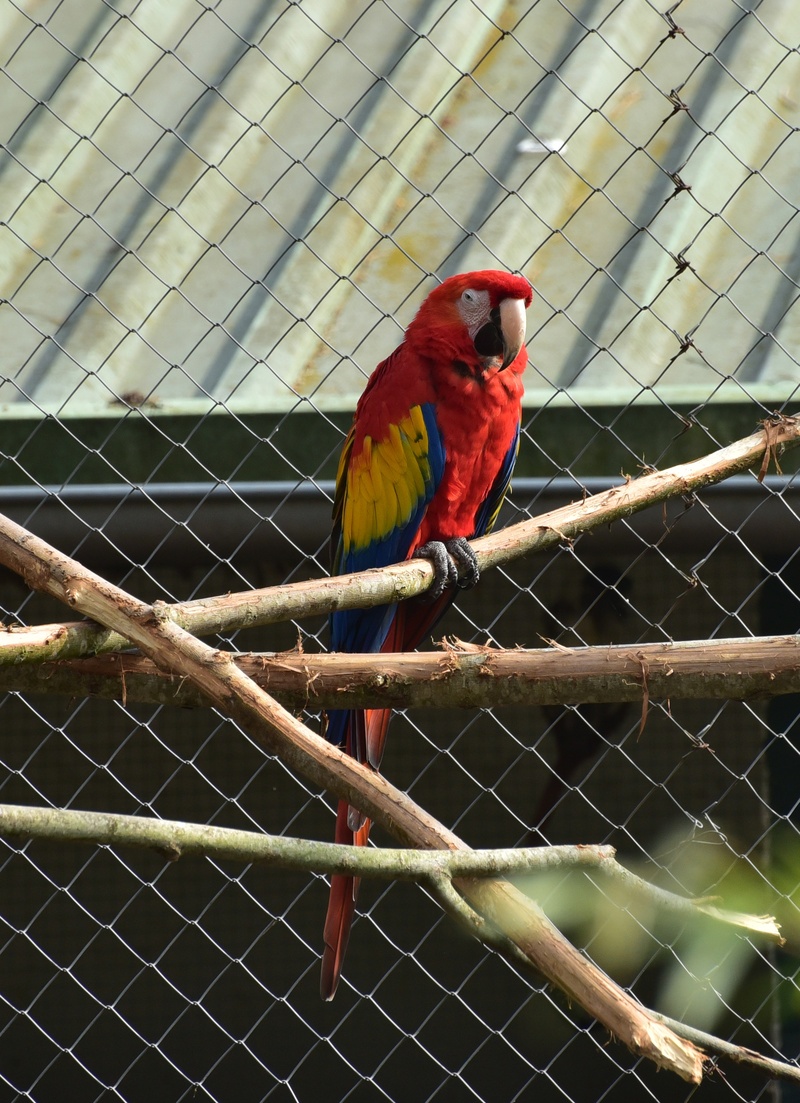 focus on foreground, scarlet macaw, birdcage, one animal, animals in the wild, animal world, animal wildlife, perching, cage, 2K, tropical, red, metal