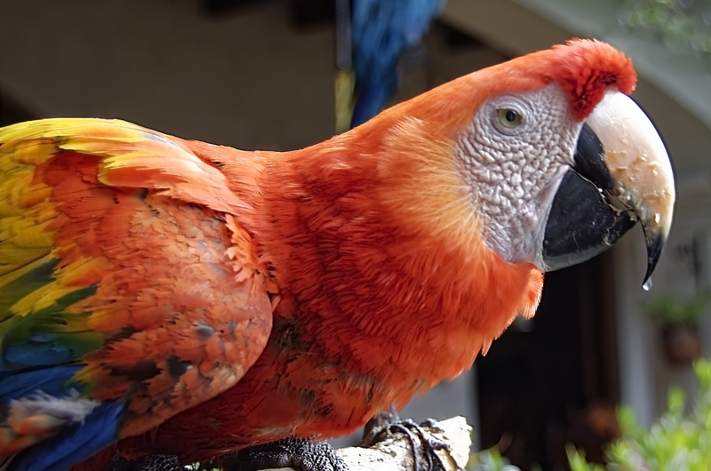 animal head, day, sunlight, bird, ara, animals in the wild, vertebrate, colorful, 5K, exotic, orange color, nature, animal wildlife, animal body part