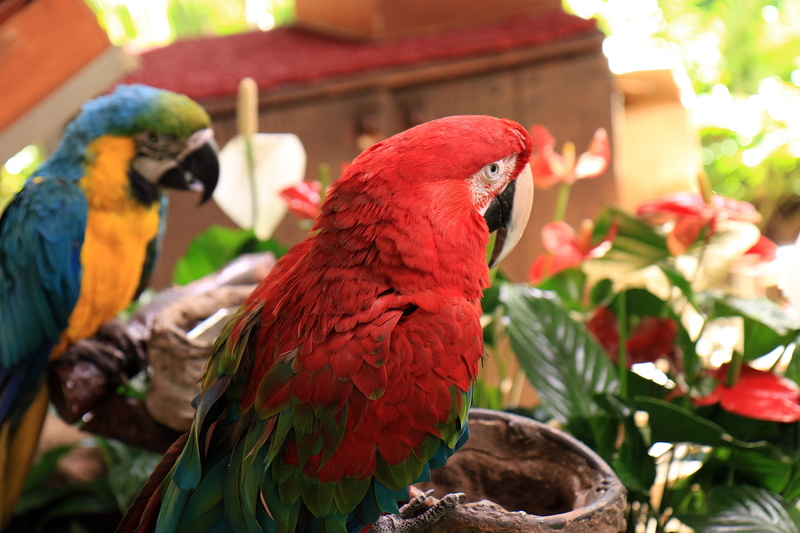animal, day, Beak, 5K, Red, close-up, macaw, one animal, Ara, beauty in nature, animal wildlife, the head of the, colorful bird, nature, two animals, Bird