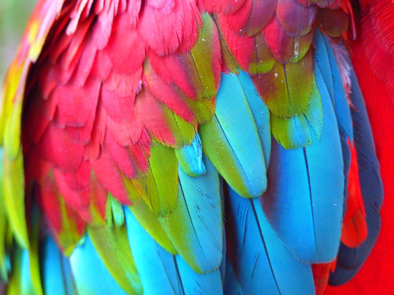 no people, blue, 4K, animals in the wild, design, feather, ara erythrocephala, animal wildlife, blue, one animal, nature, animal themes, vibrant color