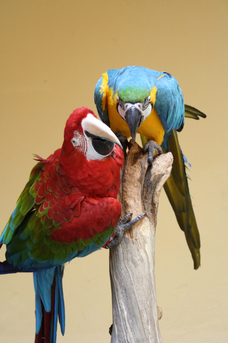 color, wood - material, green, animal themes, outdoors, no people, nature, beautiful, blue, Ara, beak, animal wildlife, red, Bird, animals in the wild