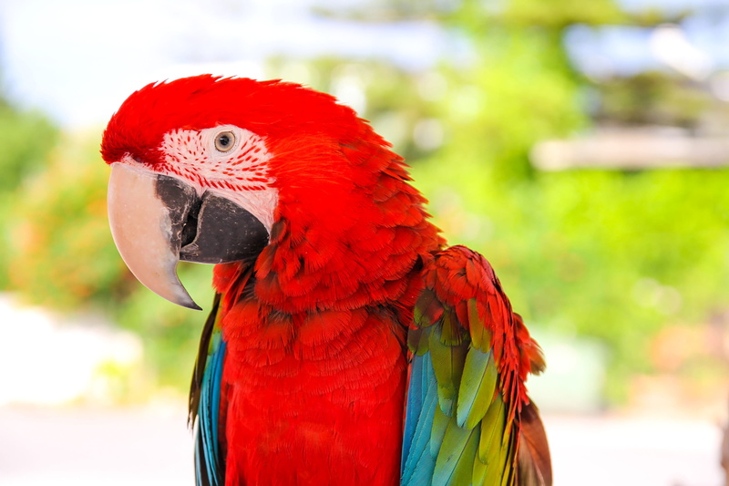 macaw, exotic, ara, no people, vertebrate, close-up, scarlet macaw, 2K, focus on foreground, one animal, animal wildlife, outdoors, animals in the wild