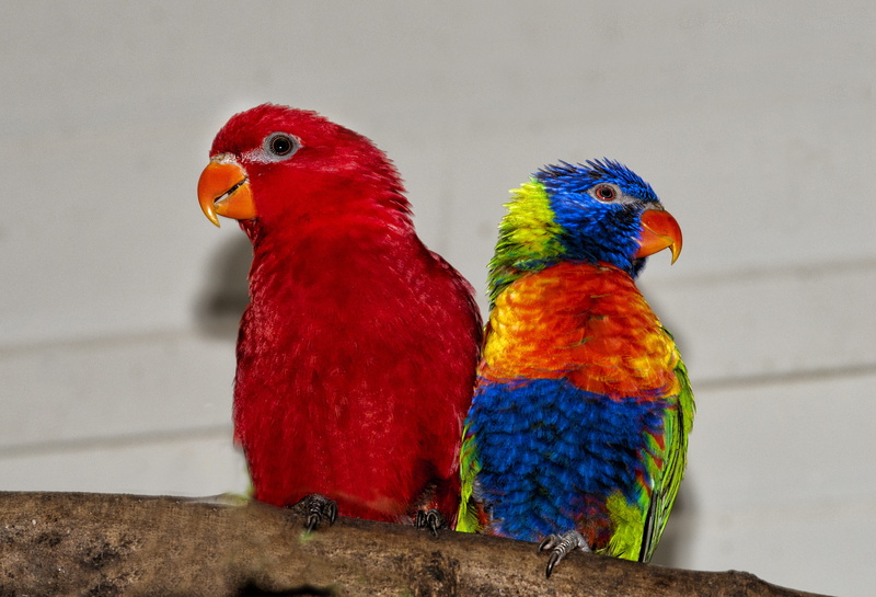 lori red, ara, animals in the wild, red, beak, vertebrate, nature, animal, animal themes, animal wildlife, no people, togetherness, close-up, group of animals