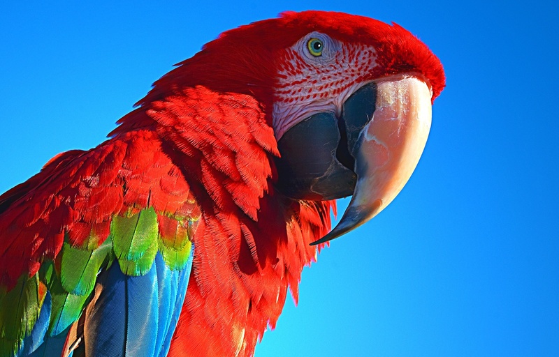 red, ara, blue, closeup, nature, animal head, wildlife, one animal, clear sky, sky, close-up, scarlet macaw, no people, animal body part, pets, profile view