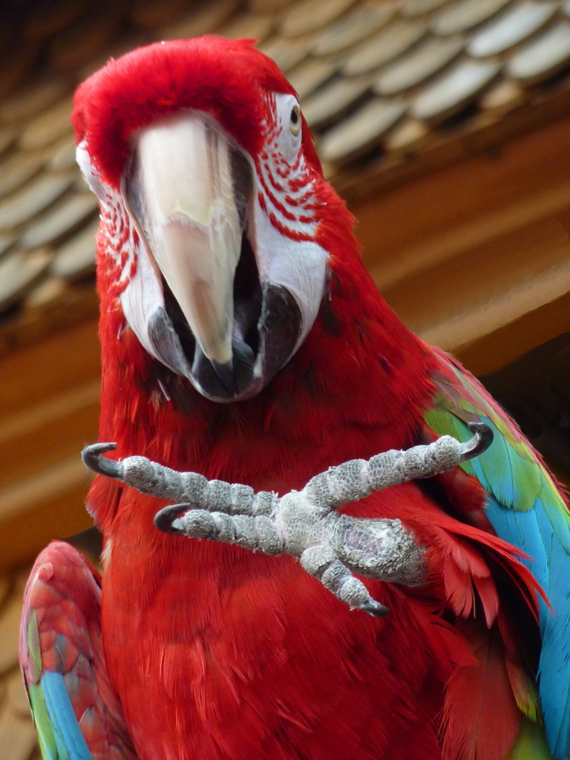 portrait, perching, red, shallow, photography, spring, serene, head, ara, colorful, feather, focus on foreground, red head, bird feather, sweet, cheeky