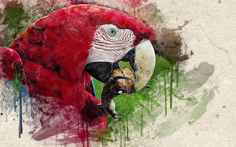 papagal, scarlet macaw, ara, animal family, beak, art, day, macaw, 2K, luminos, vertebrate, one animal, outdoors, no people, parrot, fantasy, bird, high angle view