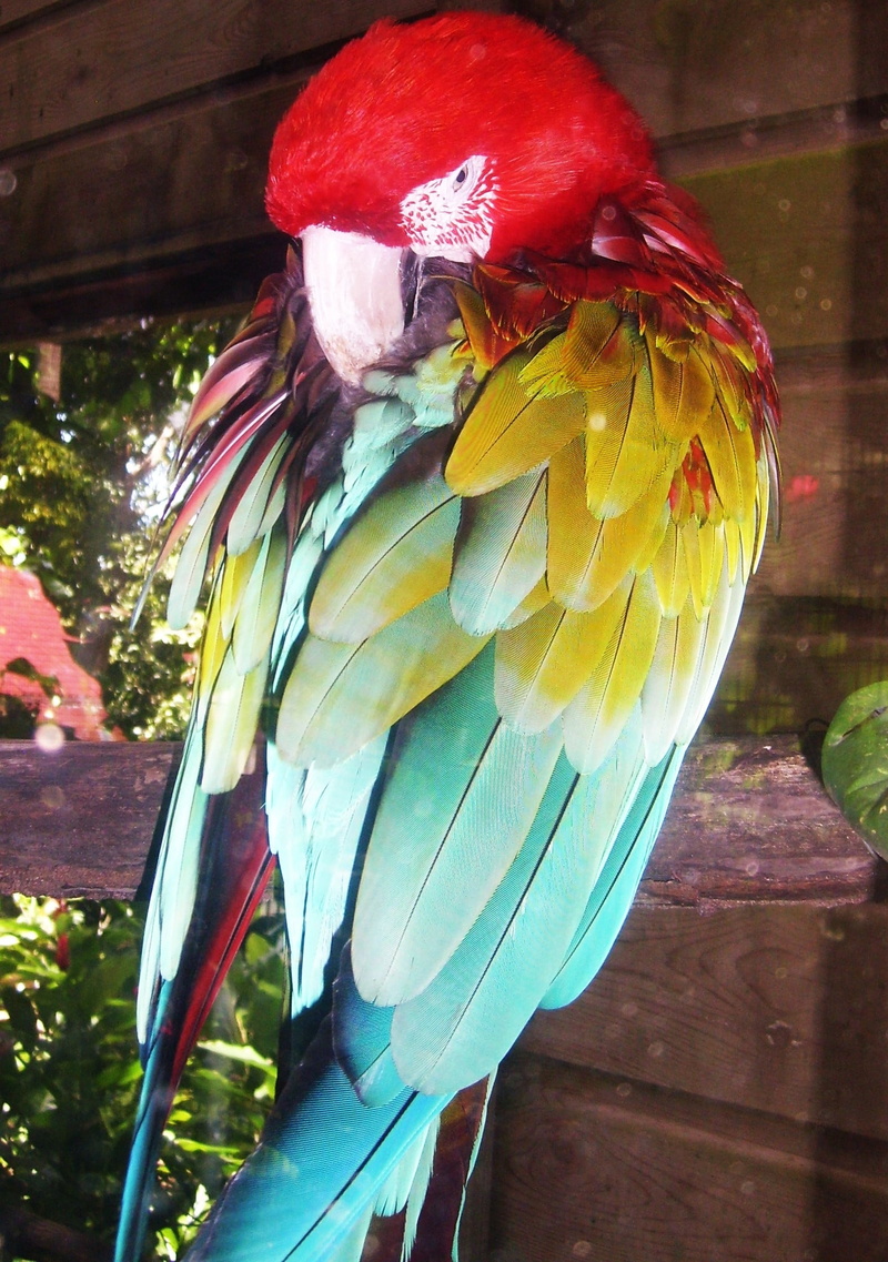 green, beauty in nature, pets, vertebrate, beak, ara, no people, day, one animal, color, animals in the wild, animal wildlife, animal, multi Colored, wildlife