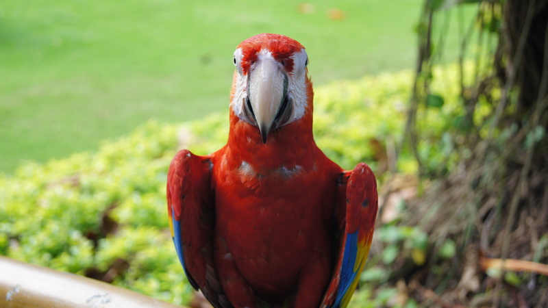 nature, male animal, feather, orange color, wildlife, colorful, animal, macaw, animal wildlife, beautiful, focus on foreground, animal head, ara, tropical