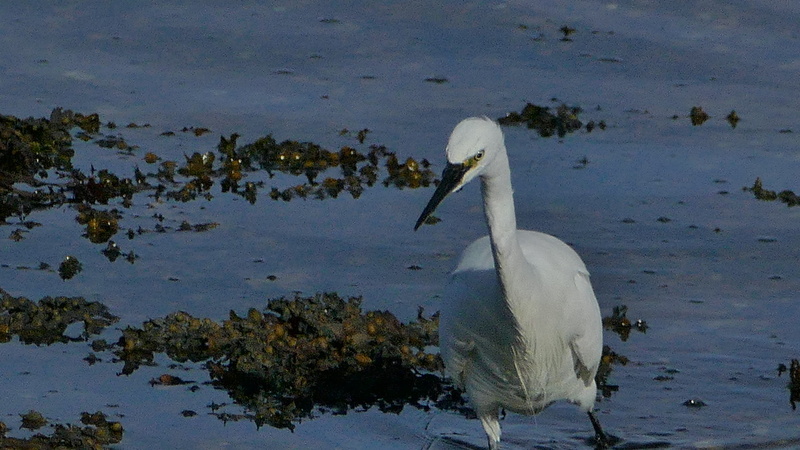 animals in the wild, vertebrate, animal wildlife, white color, oiseau, zoology, water bird, freshwater bird, animal neck, swan, roscoff, animal, one animal